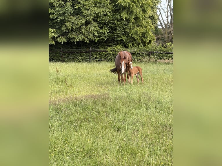 Hannoveraan Hengst Veulen (06/2026) Vos in Übach-Palenberg