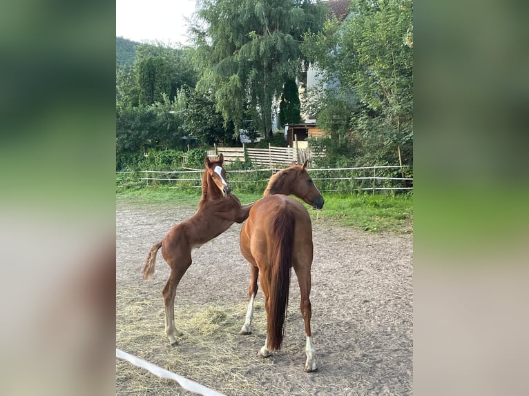 Hannoveraan Hengst Veulen (06/2026) Vos in Altleiningen
