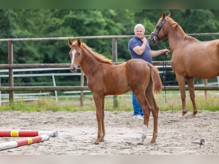 Hannoveraan Hengst Veulen (03/2026) Vos in Falkenberg