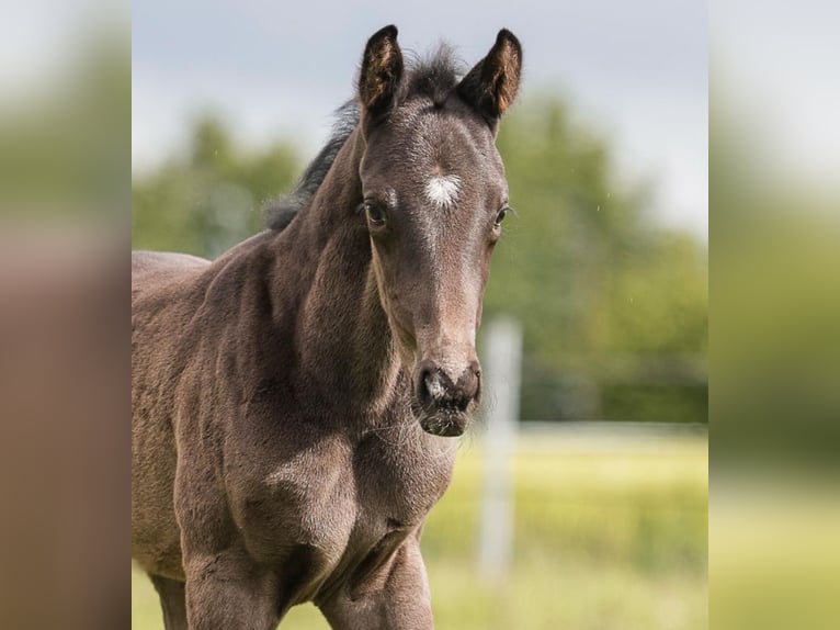 Hannoveraan Hengst Veulen (04/2026) Zwart in Dorsten