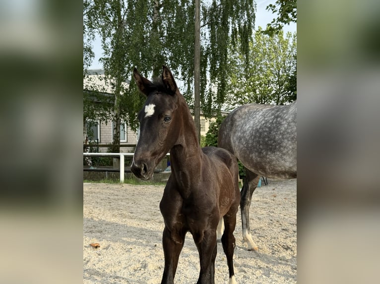 Hannoveraan Hengst Veulen (04/2026) Zwart in Eschweiler
