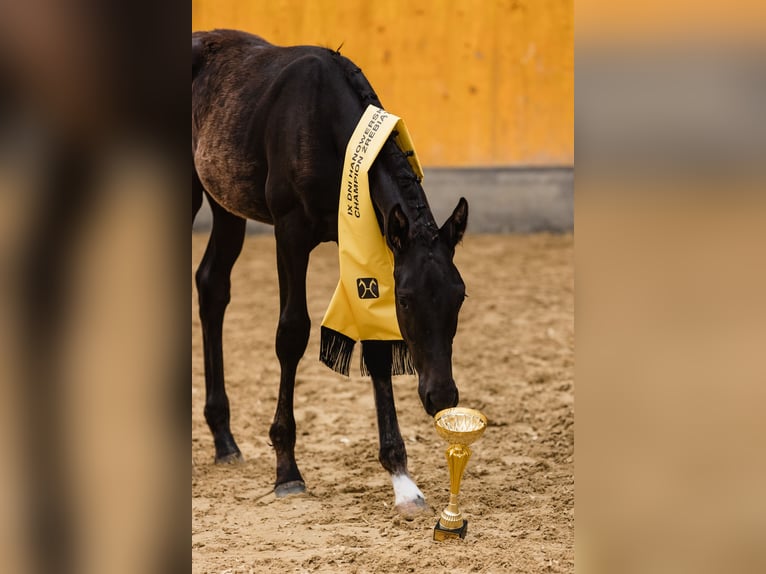 Hannoveraan Hengst Veulen (03/2026) Zwart in Bukowo
