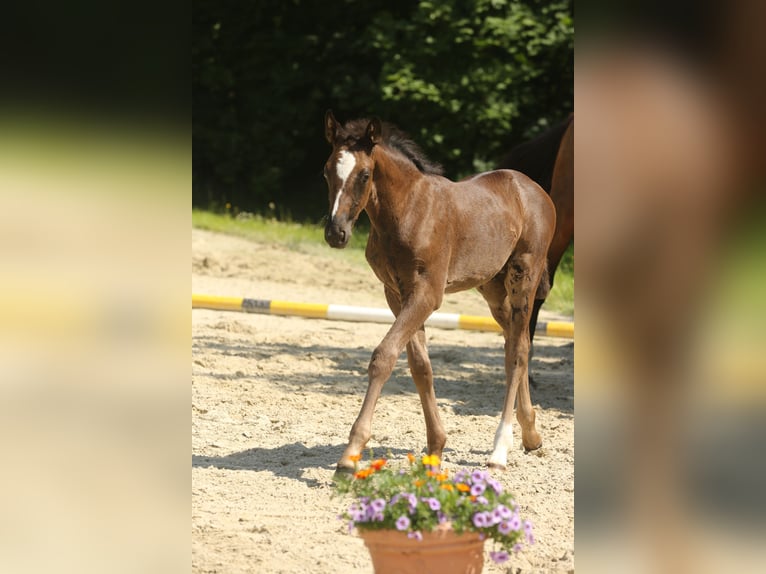 Hannoveraan Hengst veulen (05/2024) Zwart in Raddestorf