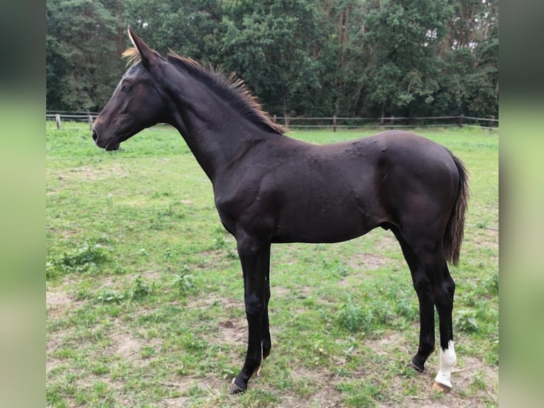 Hannoveraan Hengst veulen (04/2024) Zwart in Havelaue