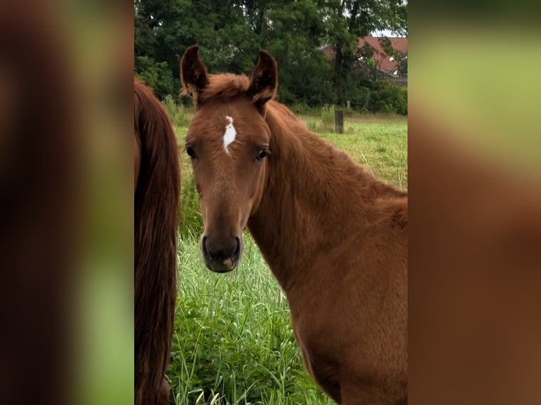 Hannoveraan Hengst Veulen (04/2026) Zwart in Lauenhagen