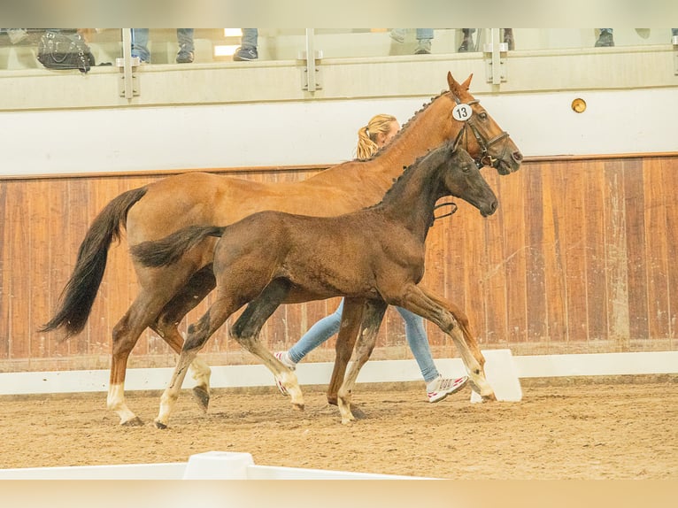 Hannoveraan Hengst Veulen (04/2025) Zwart in Meisenheim