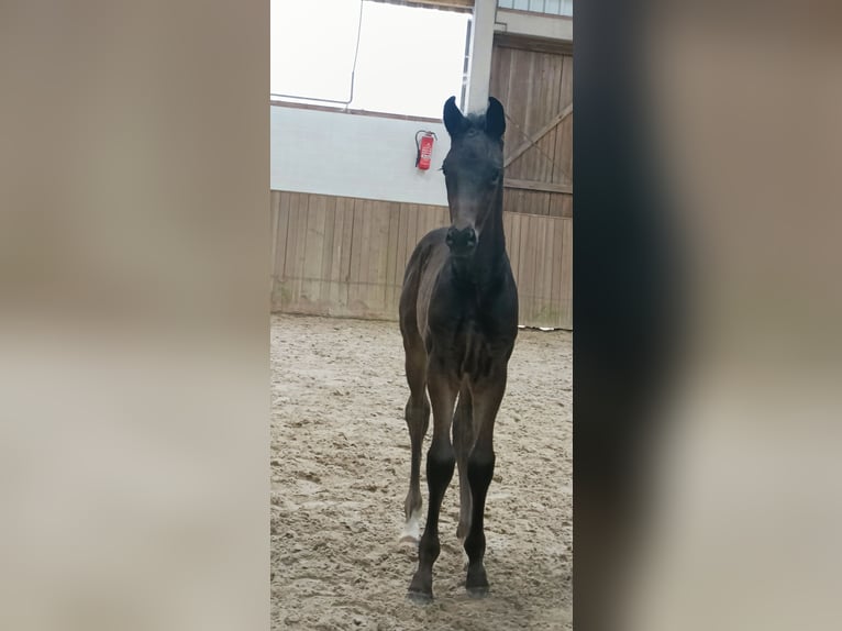 Hannoveraan Hengst  Zwart in Barenburg