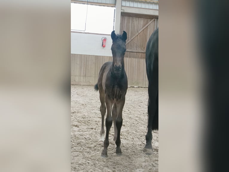 Hannoveraan Hengst  Zwart in Barenburg