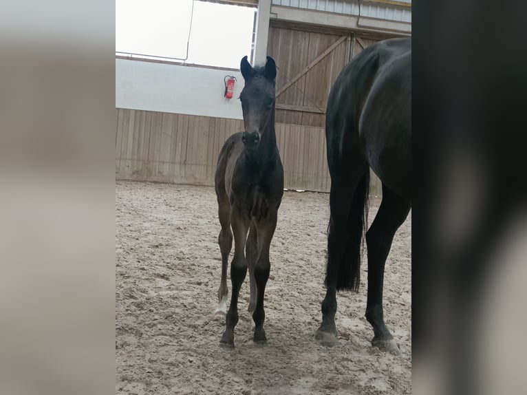 Hannoveraan Hengst  Zwart in Barenburg