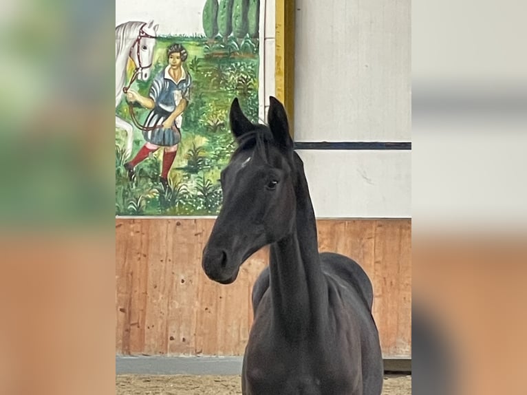 Hannoveraan Hengst veulen (05/2024) Zwart in Rees