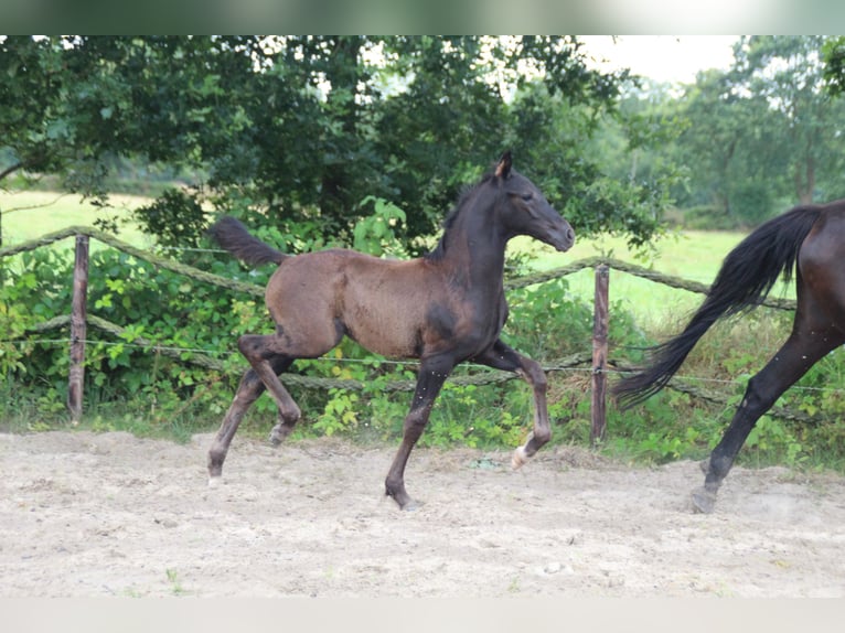 Hannoveraan Hengst Veulen (05/2026) Zwart in Friedeburg