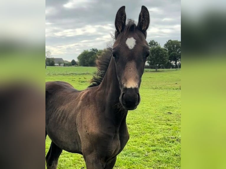 Hannoveraan Hengst Veulen (07/2026) Zwart in Kiel