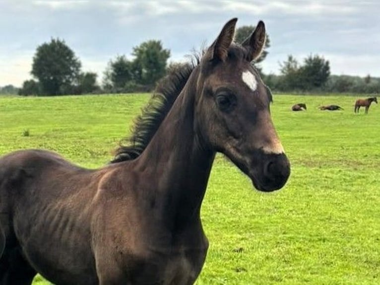 Hannoveraan Hengst Veulen (07/2026) Zwart in Kiel