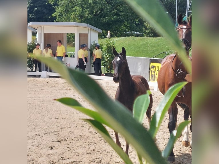 Hannoveraan Hengst Veulen (04/2025) Zwart in Tarmstedt