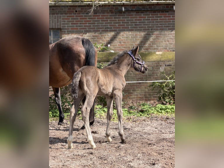 Hannoveraan Hengst Veulen (04/2026) Zwart in Apen