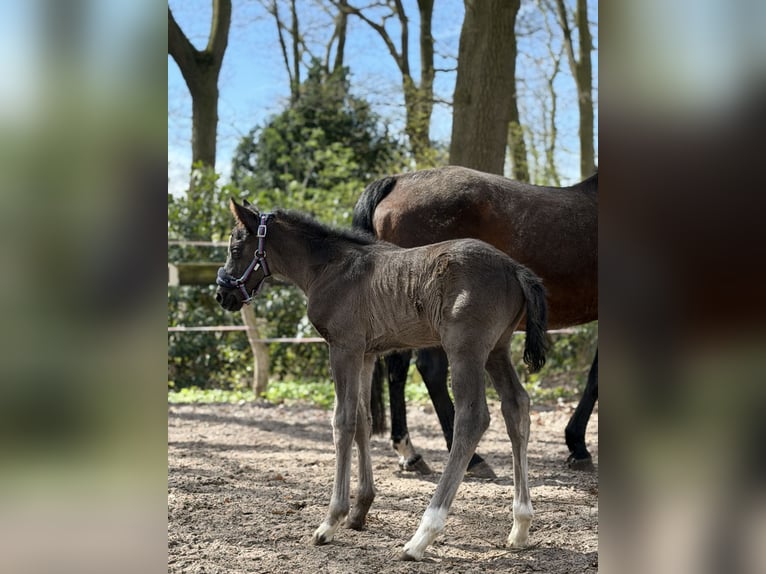 Hannoveraan Hengst Veulen (04/2026) Zwart in Apen