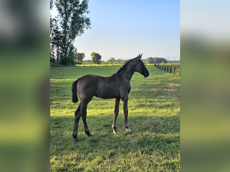 Hannoveraan Hengst Veulen (05/2026) Zwart in Breddorf