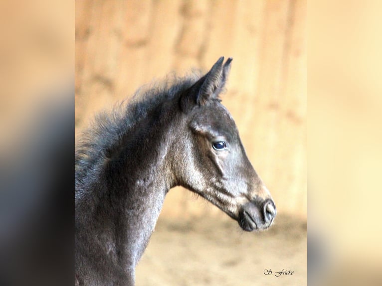 Hannoveraan Hengst  Zwartbruin in Agathenburg