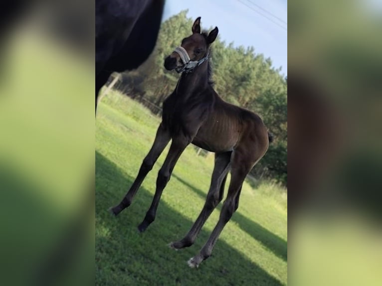 Hannoveraan Hengst Veulen (06/2025) Zwartbruin in Nennhausen