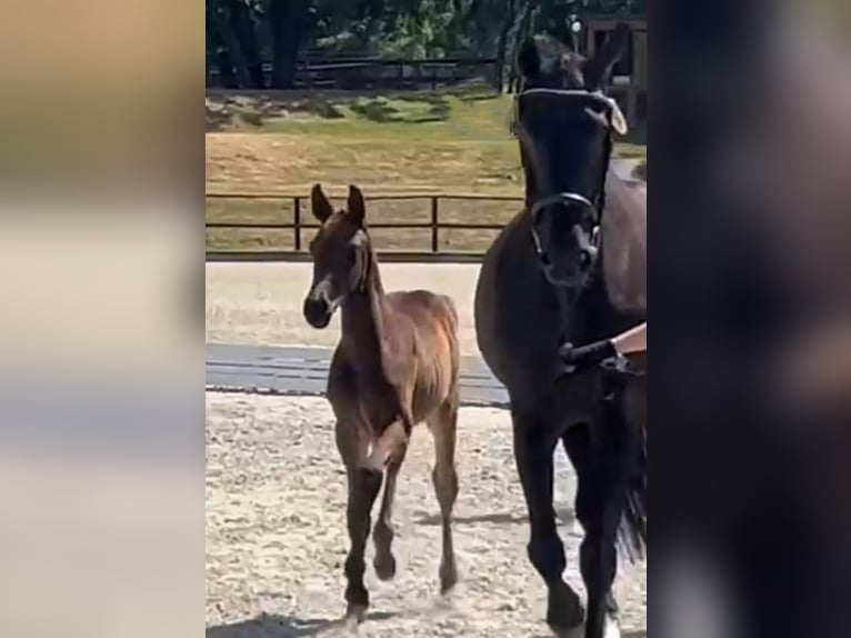 Hannoveraan Hengst Veulen (06/2025) Zwartbruin in Nennhausen