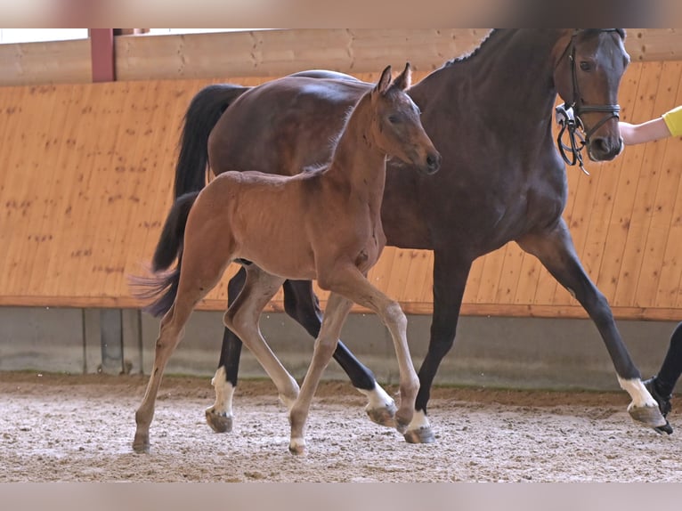 Hannoveraan Hengst veulen (04/2024) Zwartbruin in Mudau