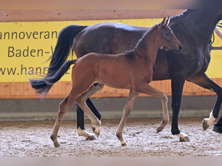 Hannoveraan Hengst veulen (04/2024) Zwartbruin in Mudau