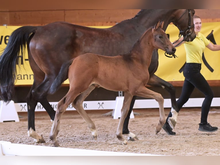 Hannoveraan Hengst veulen (04/2024) Zwartbruin in Mudau