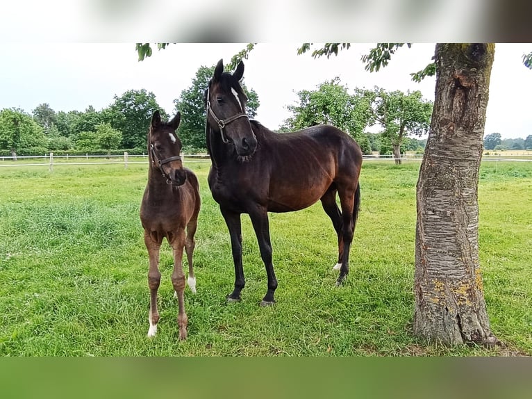 Hannoveraan Hengst  Zwartbruin in Rodewald
