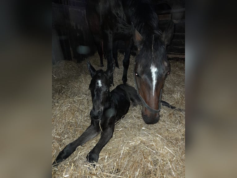 Hannoveraan Hengst  Zwartbruin in Rodewald