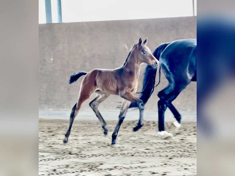 Hannoveraan Hengst Veulen (01/2025) Zwartbruin in Vechta