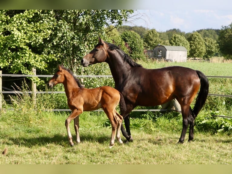 Hannoveraan Hengst veulen (05/2024) Zwartbruin in Dorf Mecklenburg