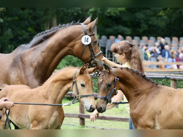 Hannoveraan Hengst veulen (05/2024) Zwartbruin in Dorf Mecklenburg