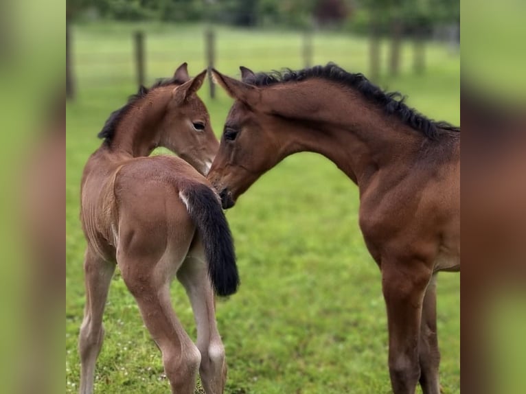 Hannoveraan Hengst veulen (05/2024) Zwartbruin in Dorf Mecklenburg