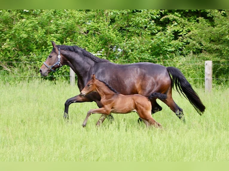 Hannoveraan Hengst veulen (05/2024) Zwartbruin in Dorf Mecklenburg