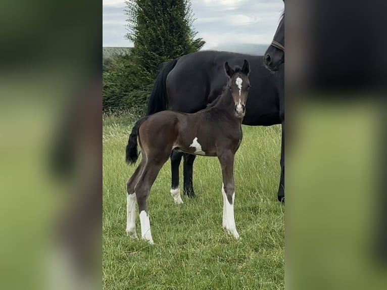 Hannoveraan Hengst Veulen (07/2026) Zwartbruin in Vechta