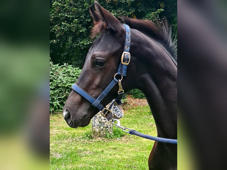 Hannoveraan Hengst Veulen (06/2025) Zwartbruin in Koppenbr&#xFC;ck