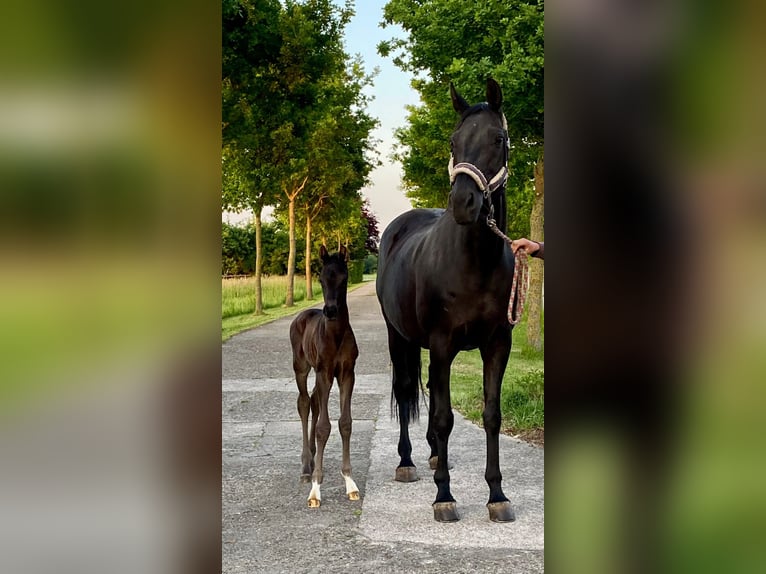 Hannoveraan Hengst  Zwartbruin in Melle
