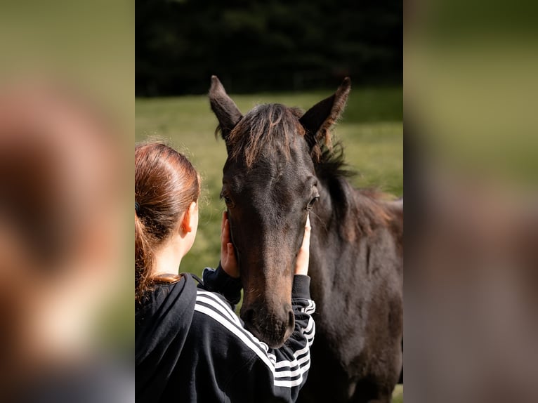 Hannoveraan Hengst Veulen (05/2025) Zwartbruin in Schmitten