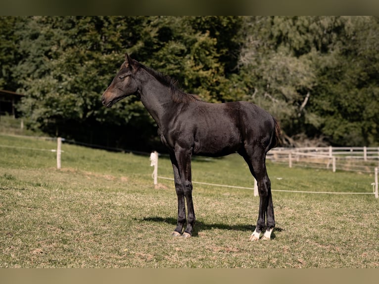 Hannoveraan Hengst Veulen (05/2025) Zwartbruin in Schmitten