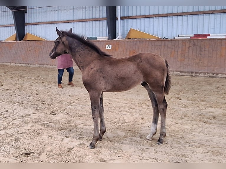 Hannoveraan Hengst veulen (03/2024) Zwartbruin in Wurster Nordseeküste