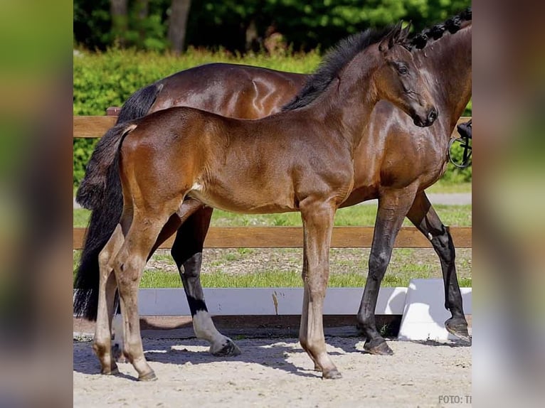 Hannoveraan Hengst  Zwartbruin in Wolfsburg