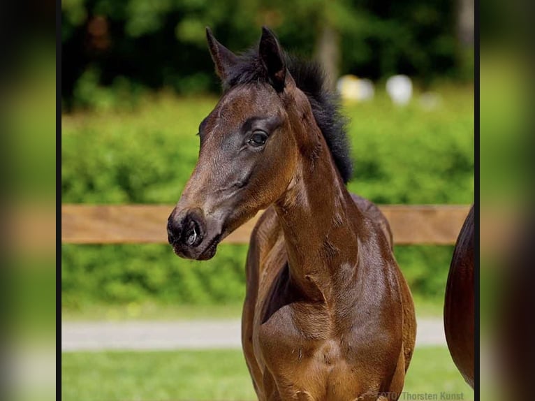 Hannoveraan Hengst  Zwartbruin in Wolfsburg