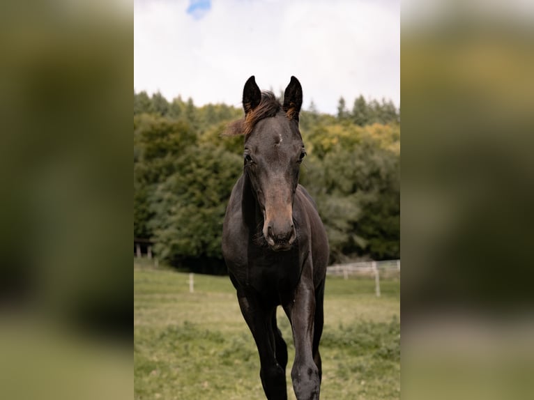 Hannoveraan Hengst Veulen (05/2025) Zwartbruin in Schmitten