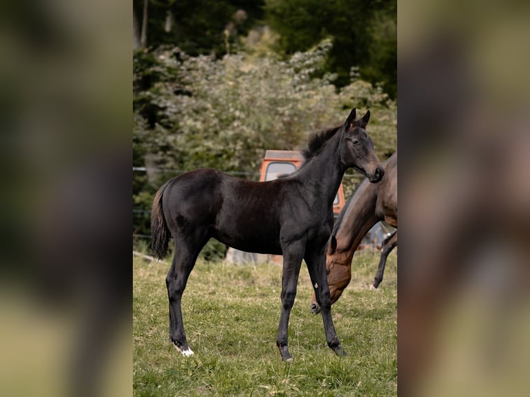Hannoveraan Hengst Veulen (05/2025) Zwartbruin in Schmitten