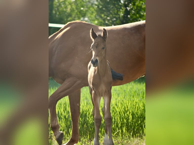 Hannoveraan Hengst  Zwartbruin in Badbergen