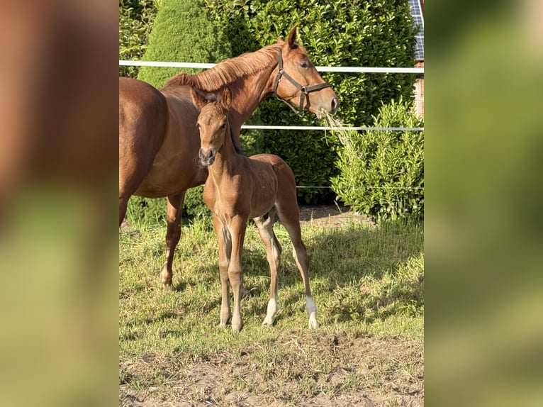 Hannoveraan Hengst  Zwartbruin in Badbergen