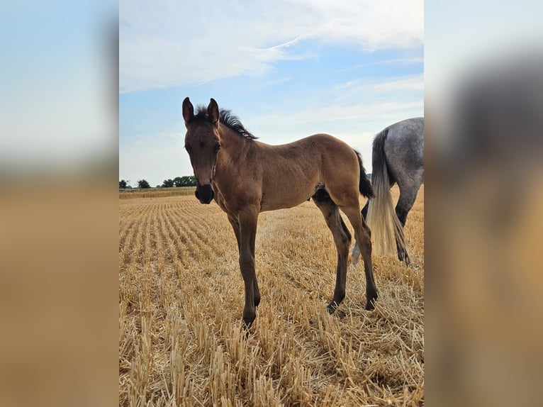 Hannoveraan Hengst Veulen (05/2026) Zwartbruin in Osterburg