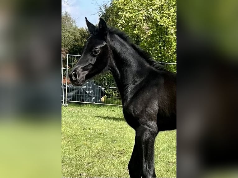 Hannoveraan Hengst veulen (04/2024) Zwartbruin in Rhade