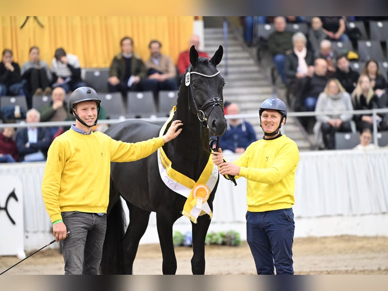 Hannoveraan Hengst Zwart in Adelheidsdorf