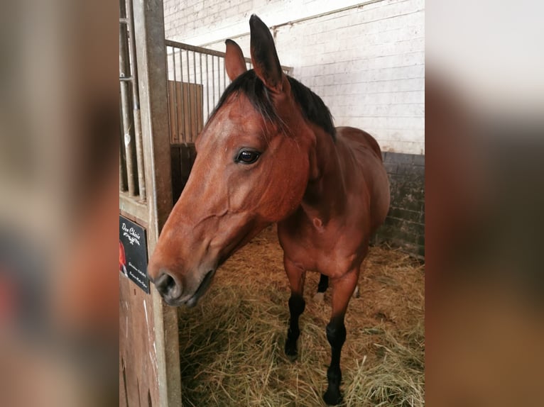 Hannoveraan Mix Merrie 10 Jaar 155 cm Bruin in Brandis